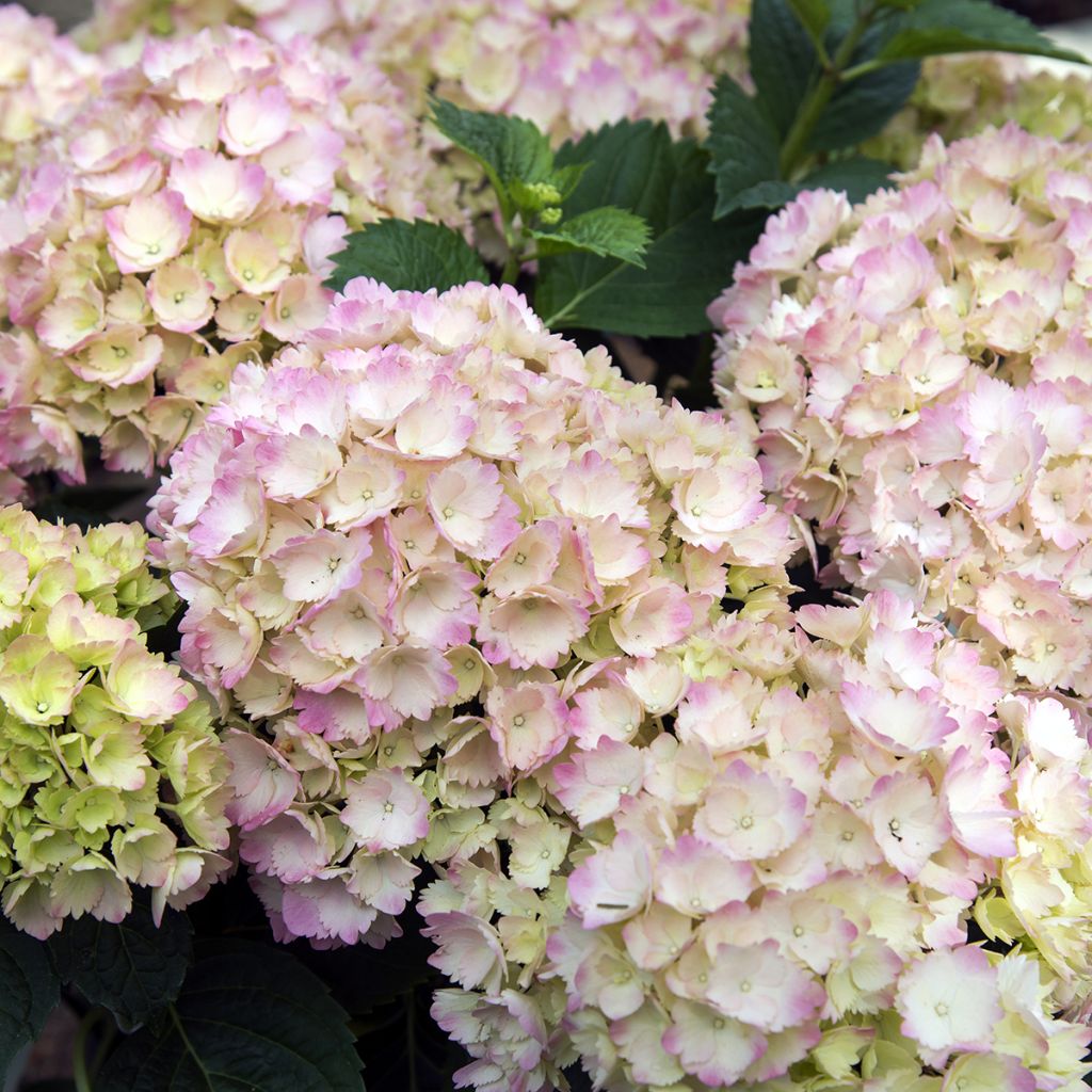 Hortensia - Hydrangea macrophylla Dolce Farfalle