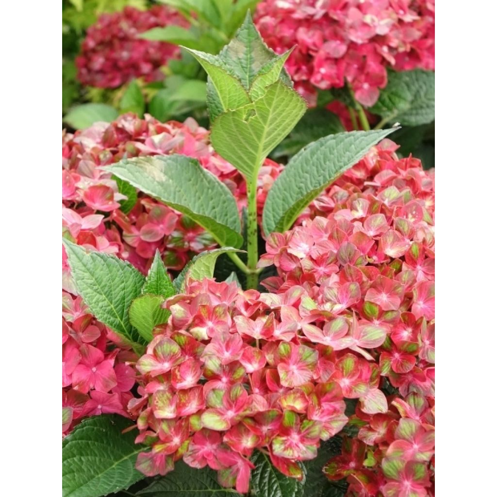Hortensia - Hydrangea macrophylla Chocolate Ever Belles Hokomachoko