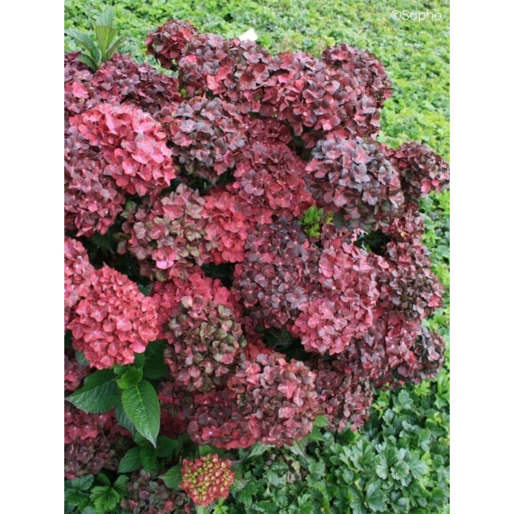 Hortensia - Hydrangea macrophylla Chocolate Ever Belles Hokomachoko