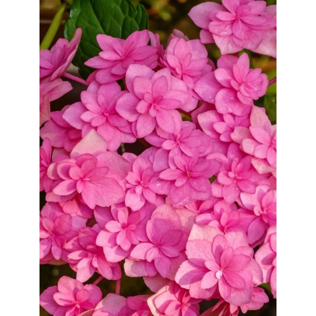 Hortensia - Hydrangea macrophylla You and Me Love