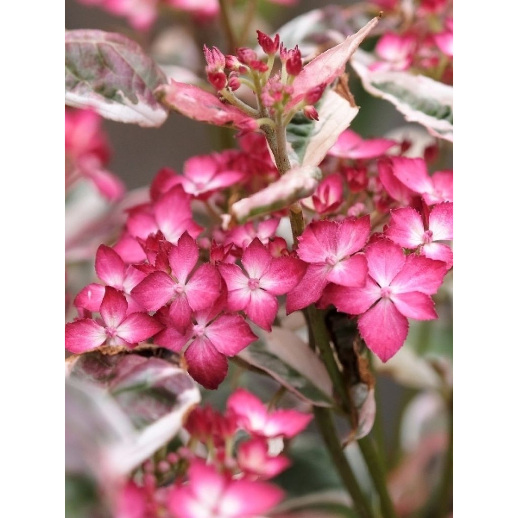 Hortensia - Hydrangea serrata Euphoria Pink