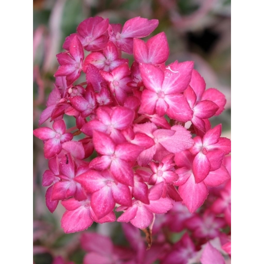 Hortensia - Hydrangea serrata Euphoria Pink