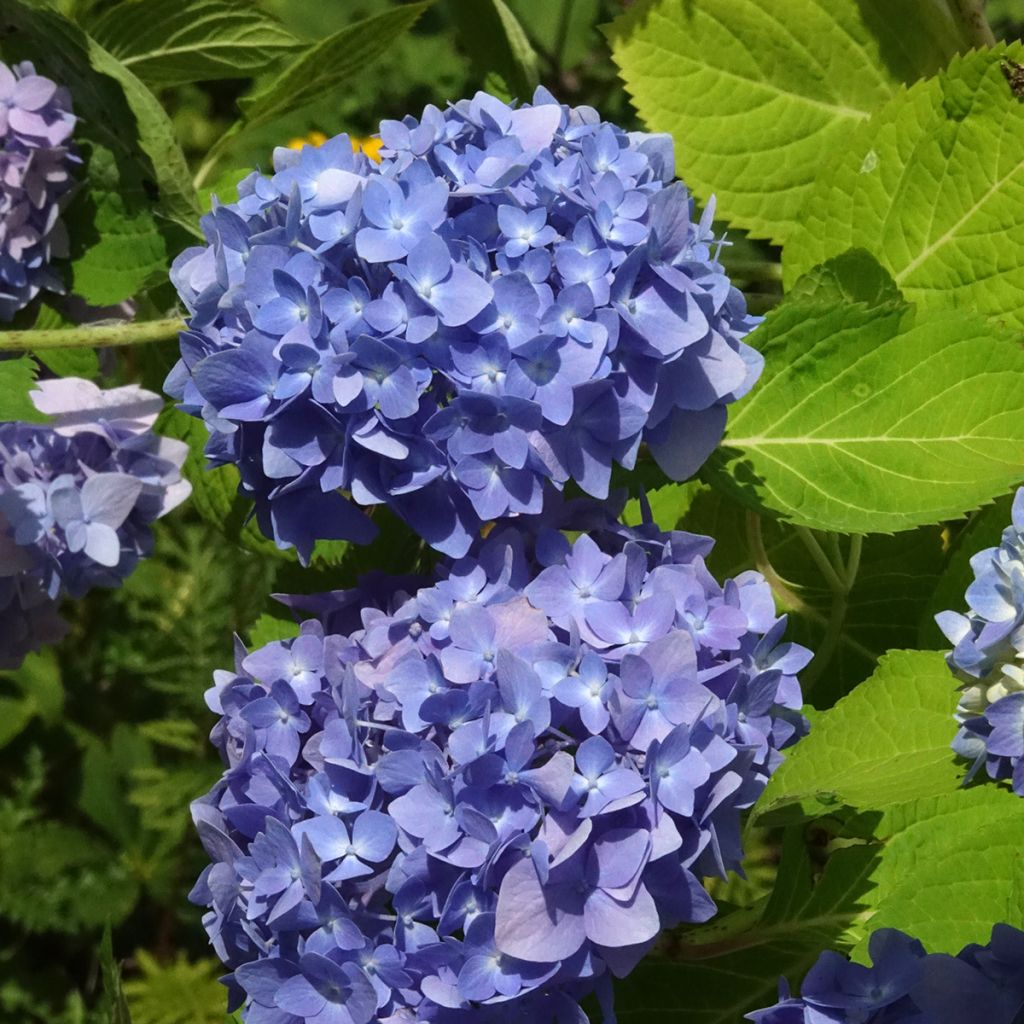 Hortensia - Hydrangea macrophylla Endless Summer The Original (bleu)