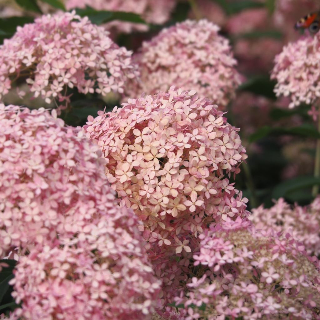 Hortensia arborescens Pink Annabelle ou Invincibelle