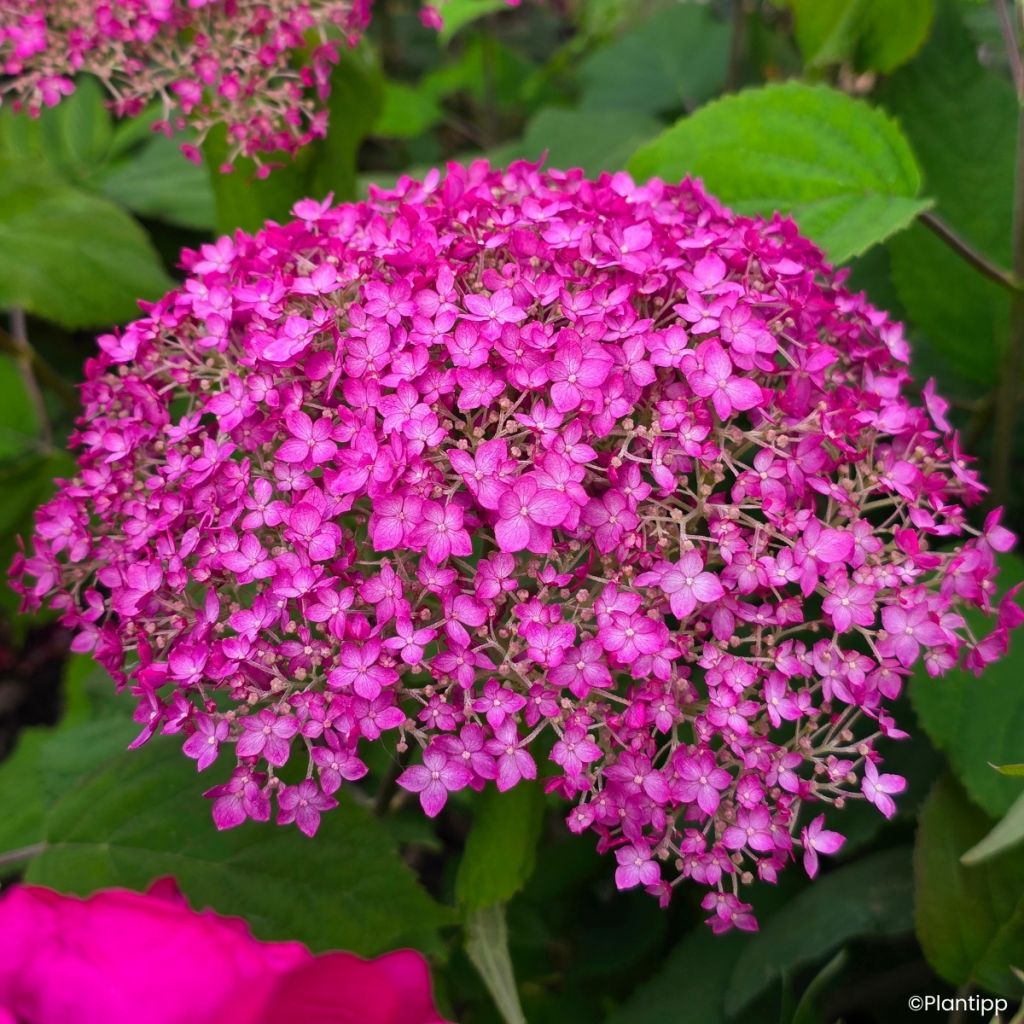 Hortensia arborescens Candybelle Winegum