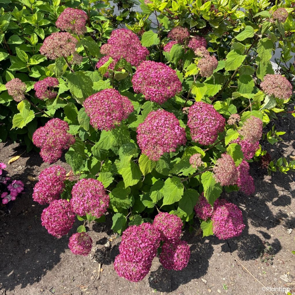 Hortensia arborescens Candybelle Winegum