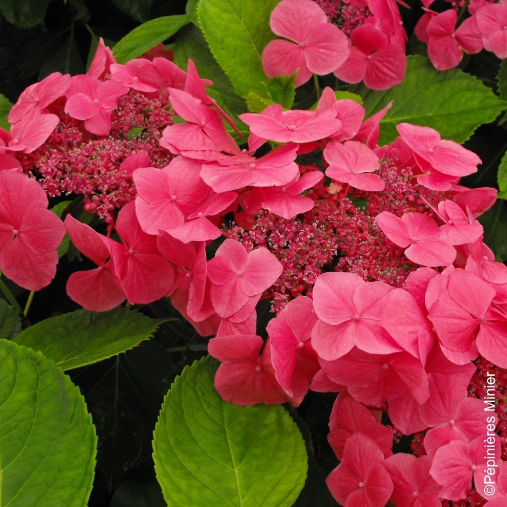 Hortensia - Hydrangea macrophylla Dolce Fragola