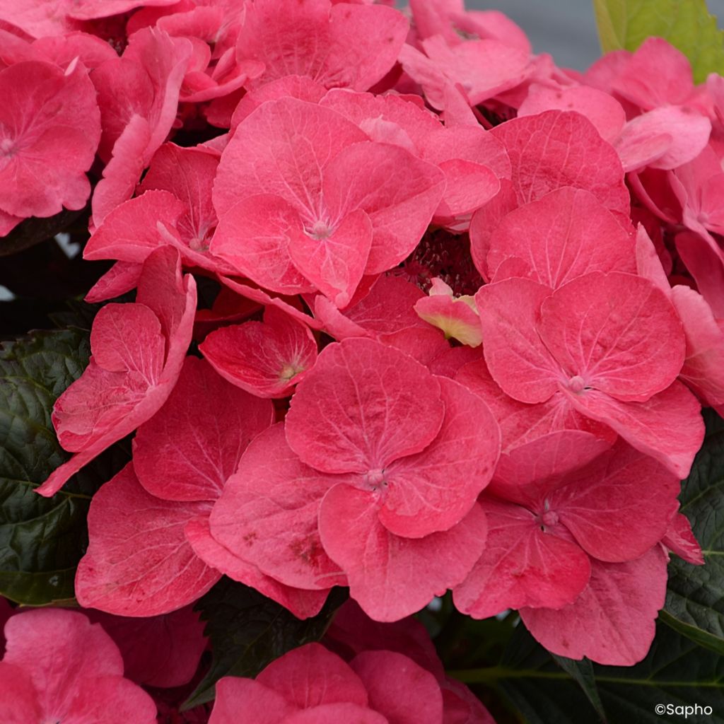 Hortensia - Hydrangea macrophylla Dolce Fragola