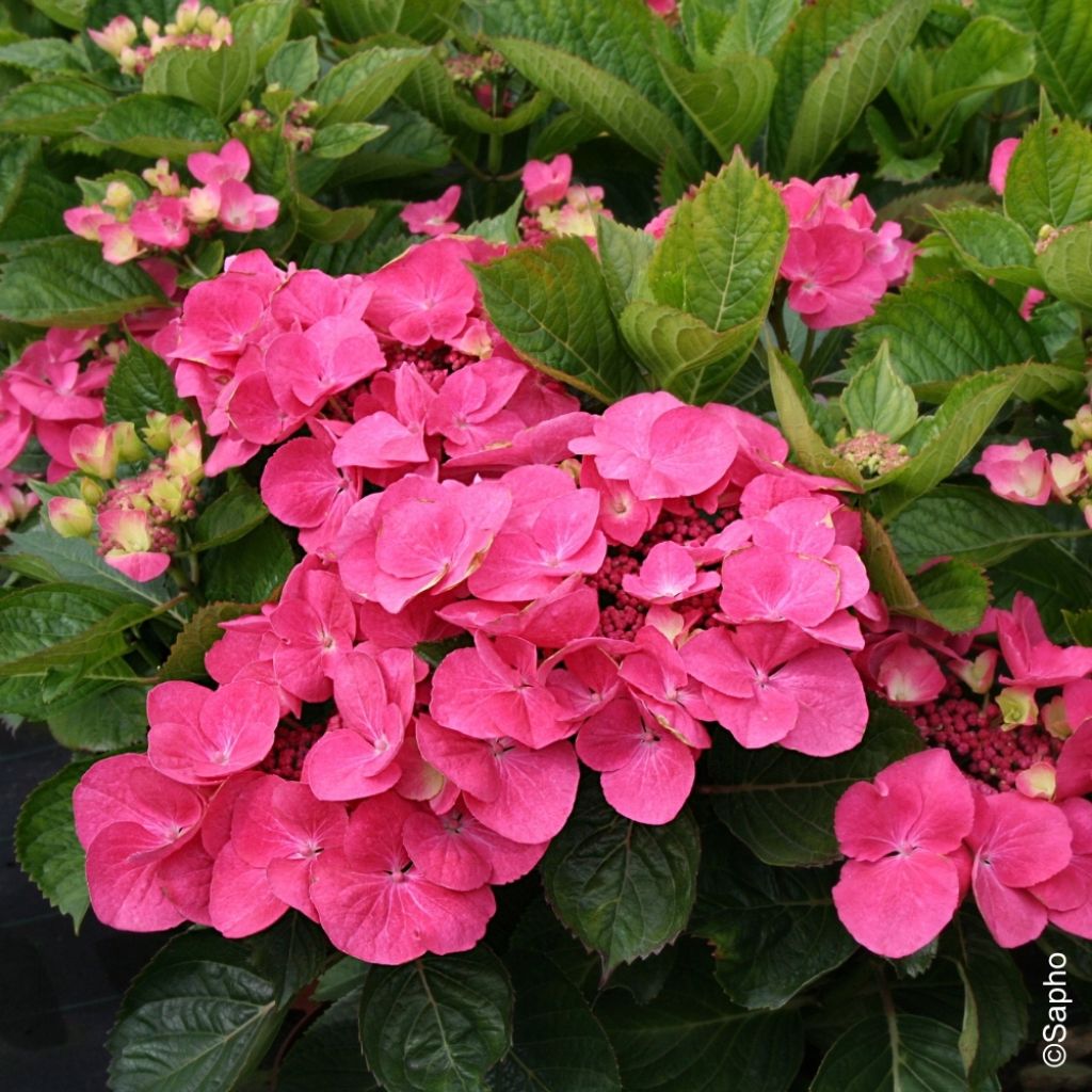 Hortensia - Hydrangea macrophylla Dolce Fragola