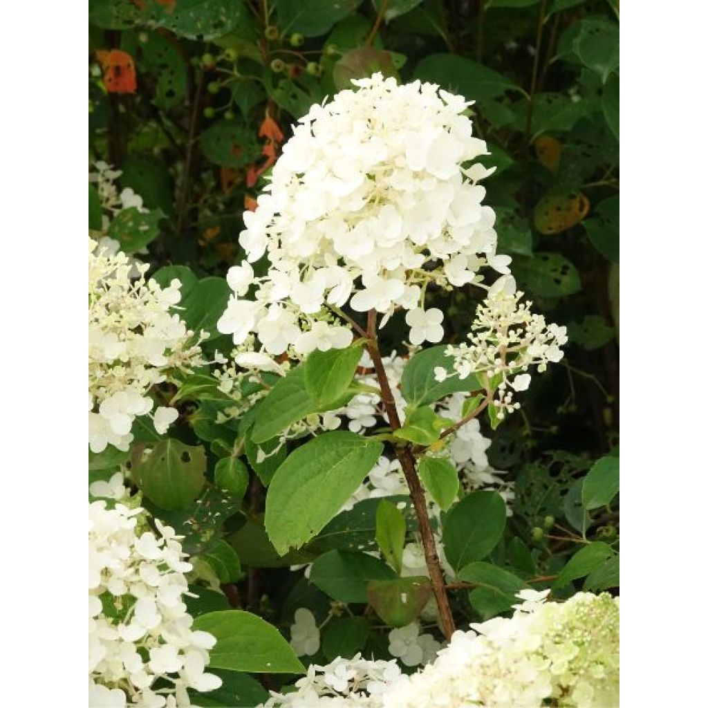 Hydrangea paniculata Silver Dollar - Hortensia paniculé