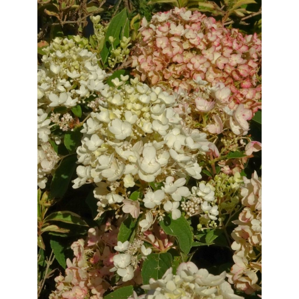 Hydrangea paniculata Tickled Pink - Hortensia paniculé