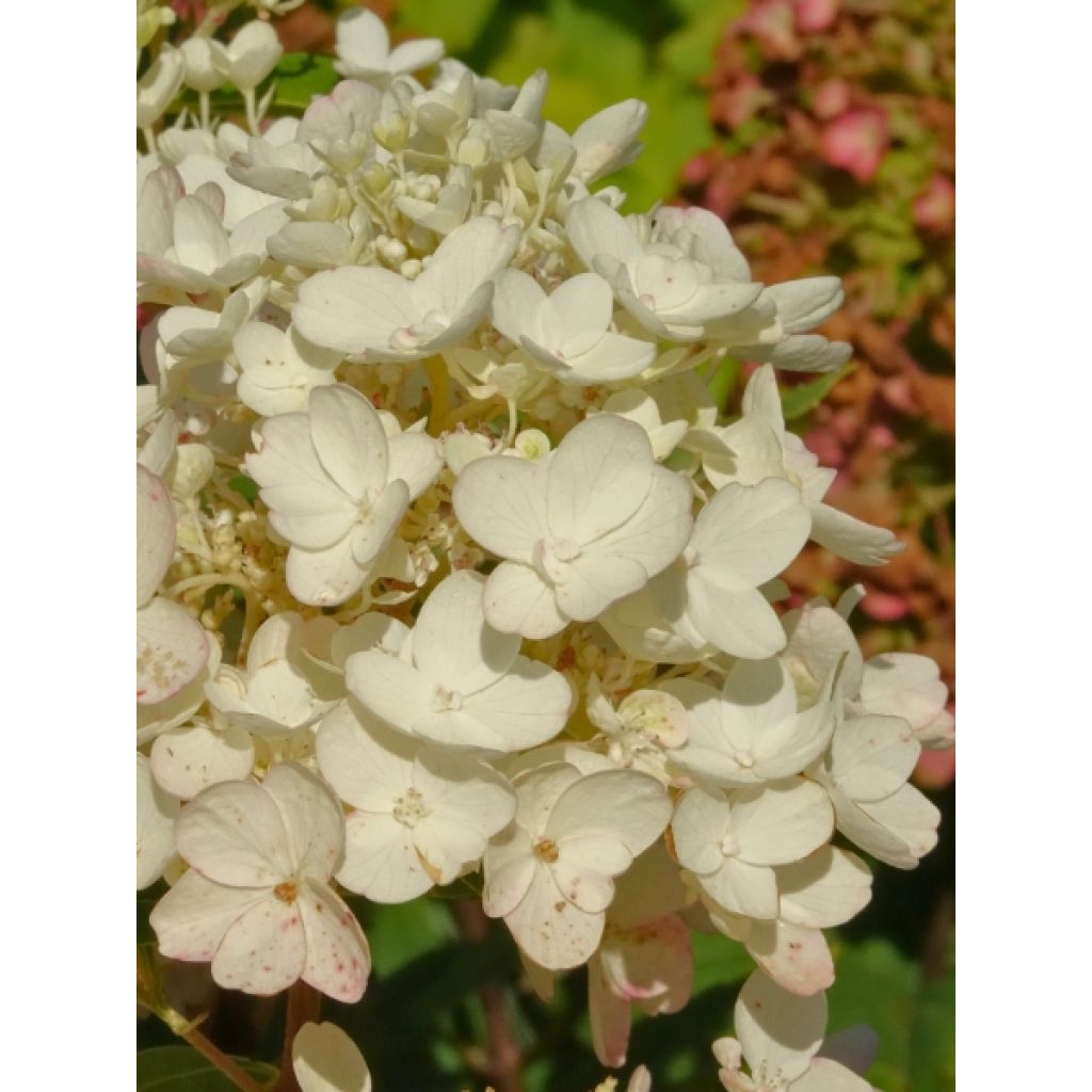 Hydrangea paniculata Tickled Pink - Hortensia paniculé