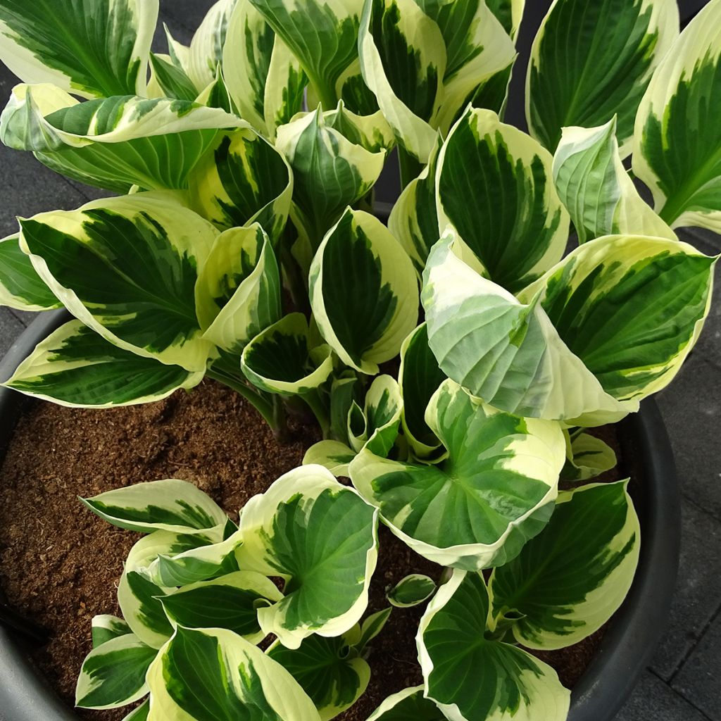 Hosta Patriot