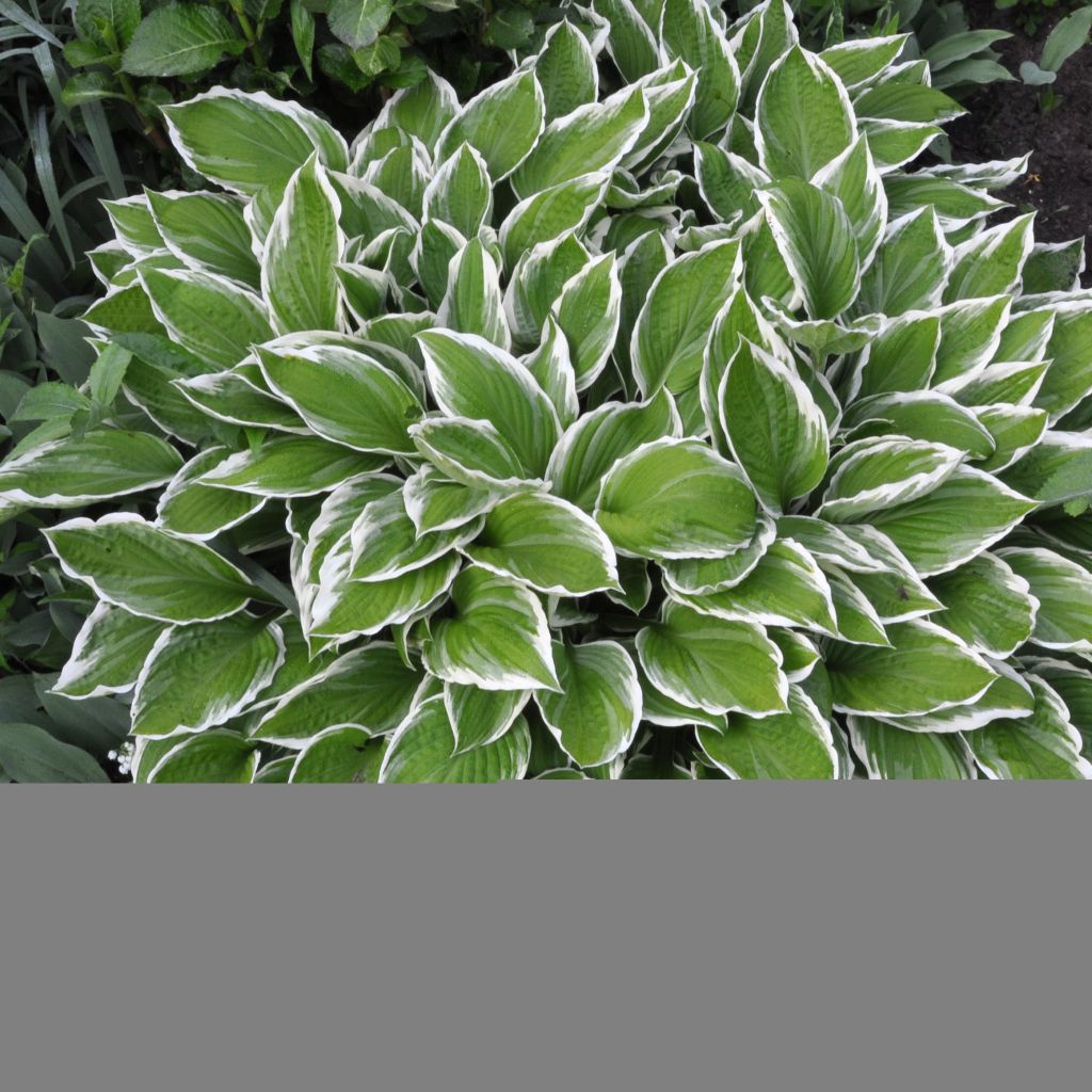 Hosta fortunei Albomarginata