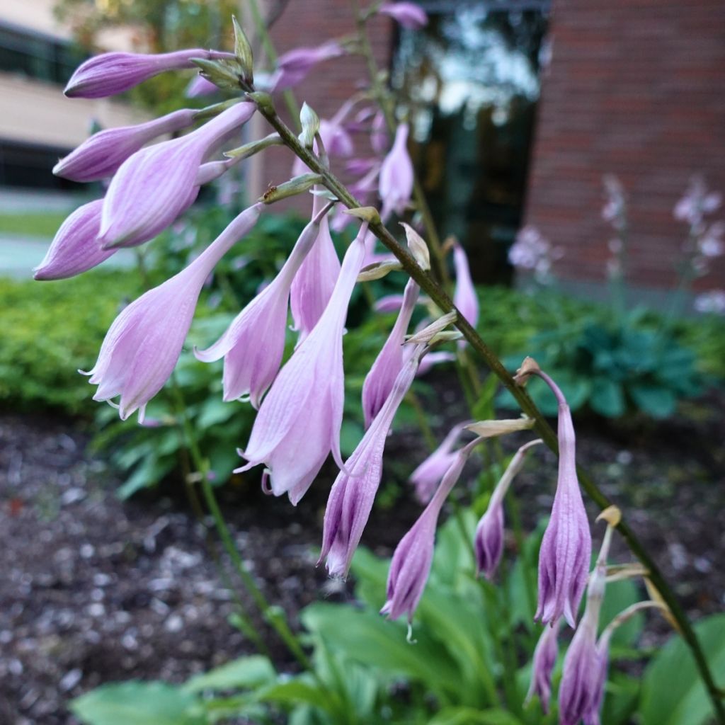 Hosta Raspberry Sorbet