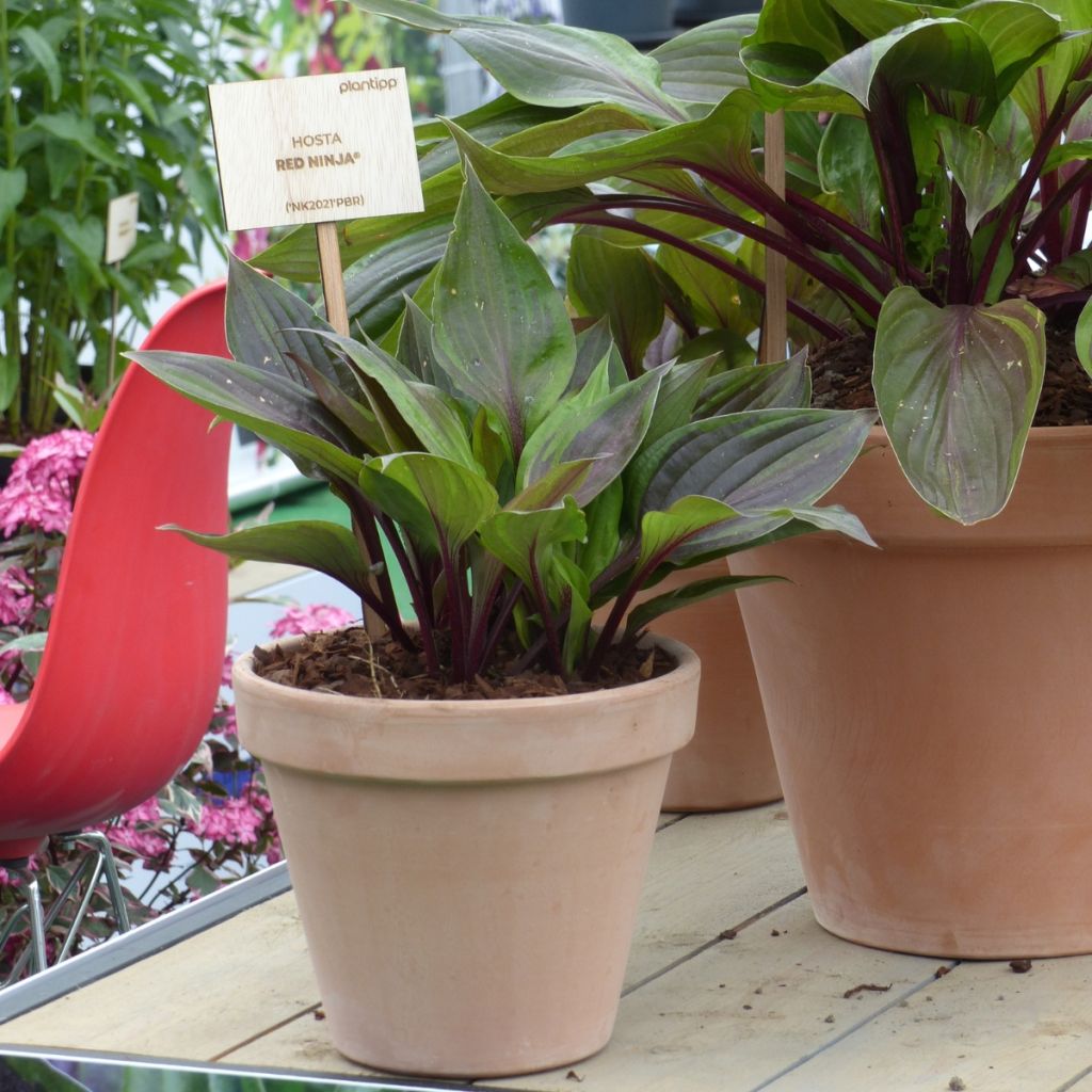 Hosta Red Ninja