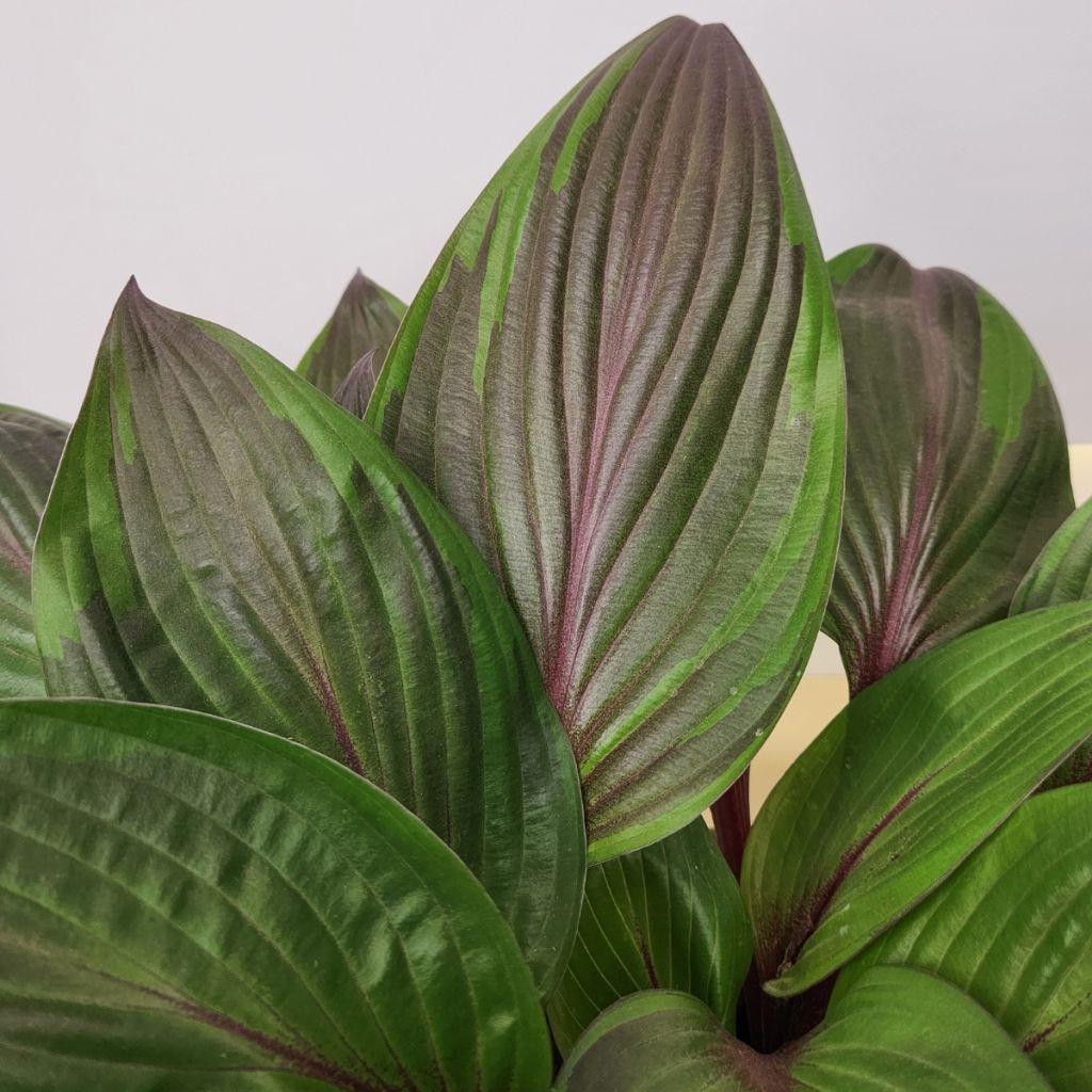 Hosta Red Ninja