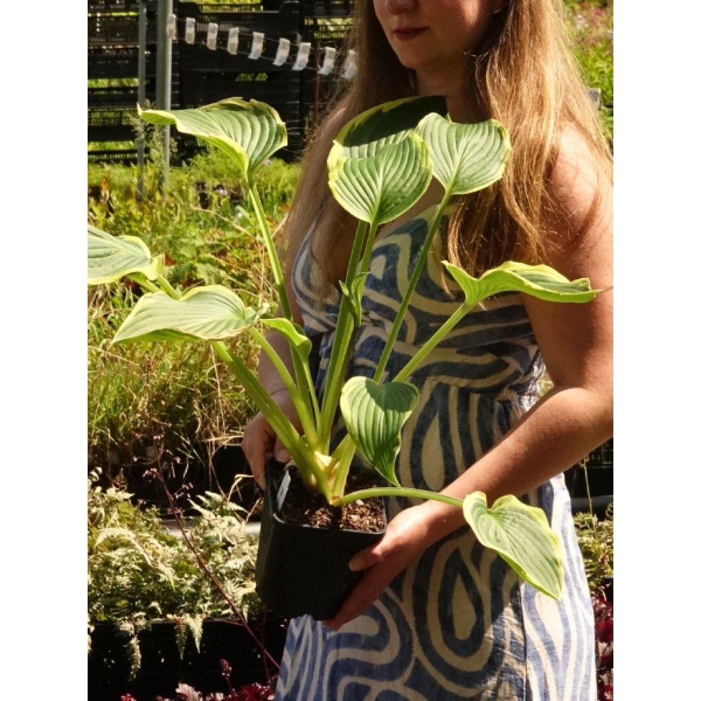 Hosta montana Yellow River