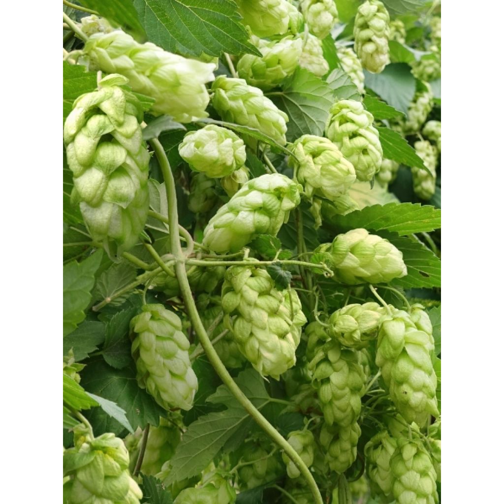 Houblon - Humulus lupulus