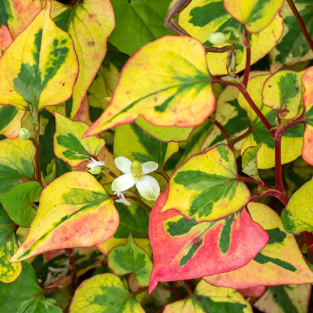 Houttuynia cordata Chameleon
