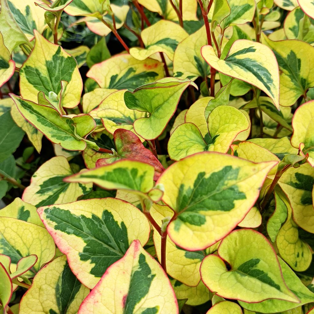 Houttuynia cordata Chameleon
