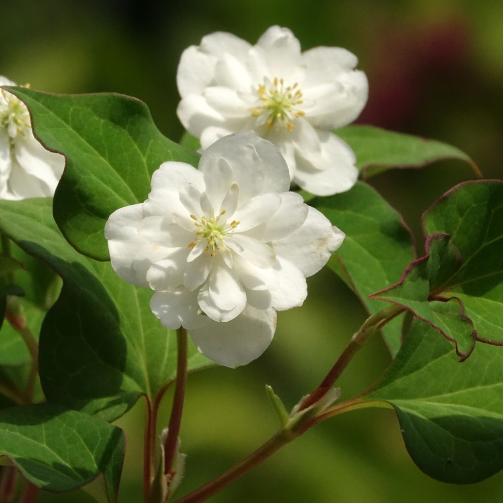 Houttuynia cordata Flore Pleno