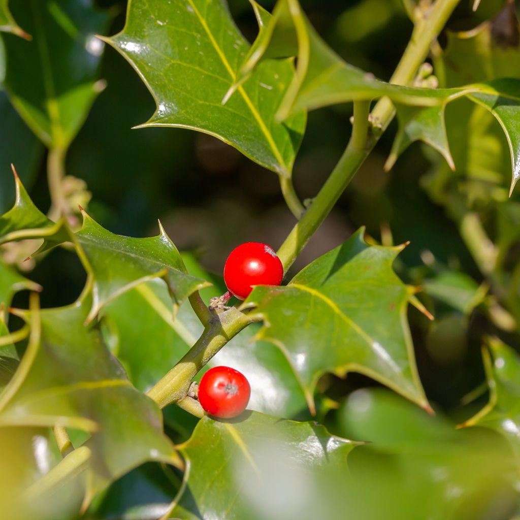 Houx - Ilex meserveae Heckenfee