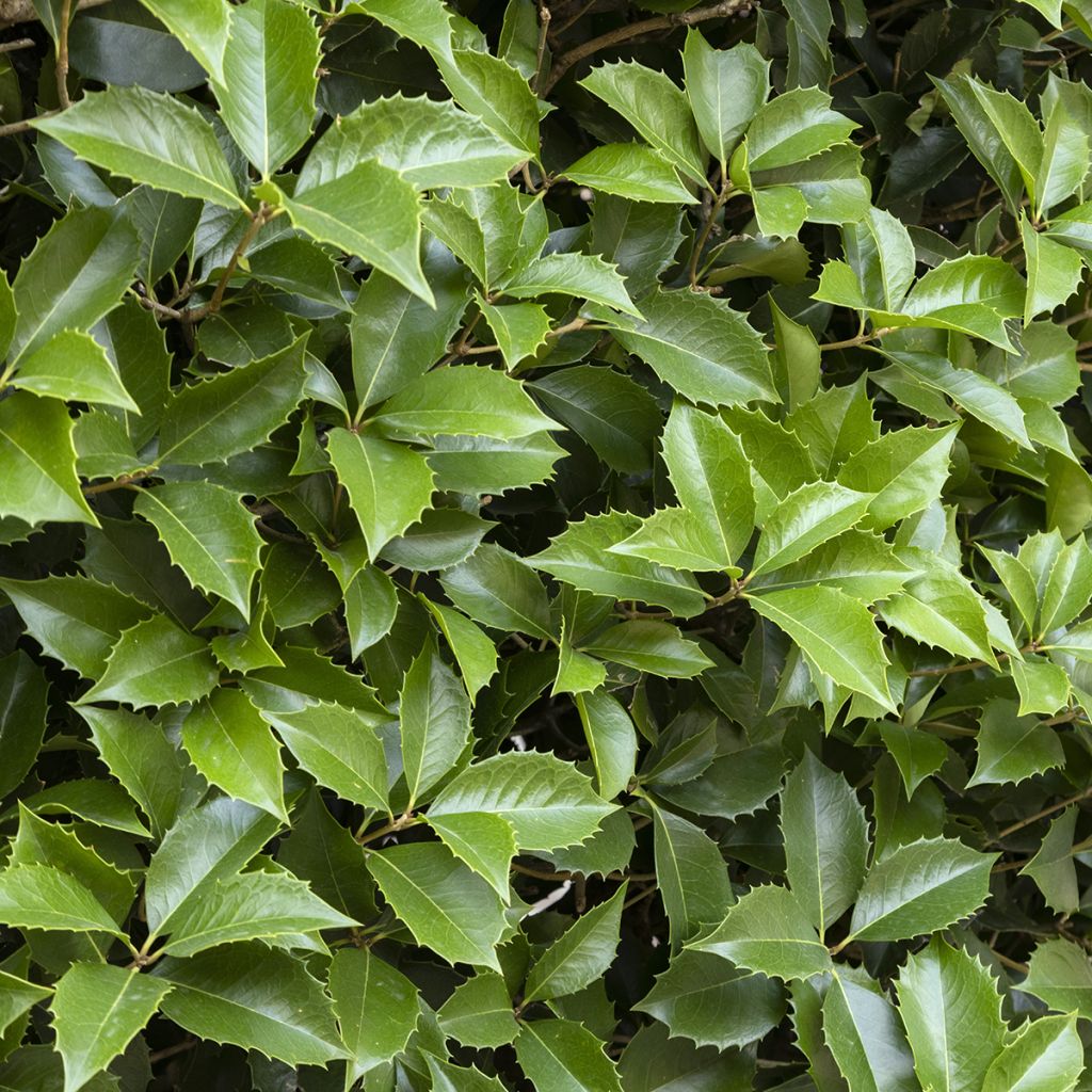 Houx à feuilles de châtaignier - Ilex koehneana Castaenifolia 