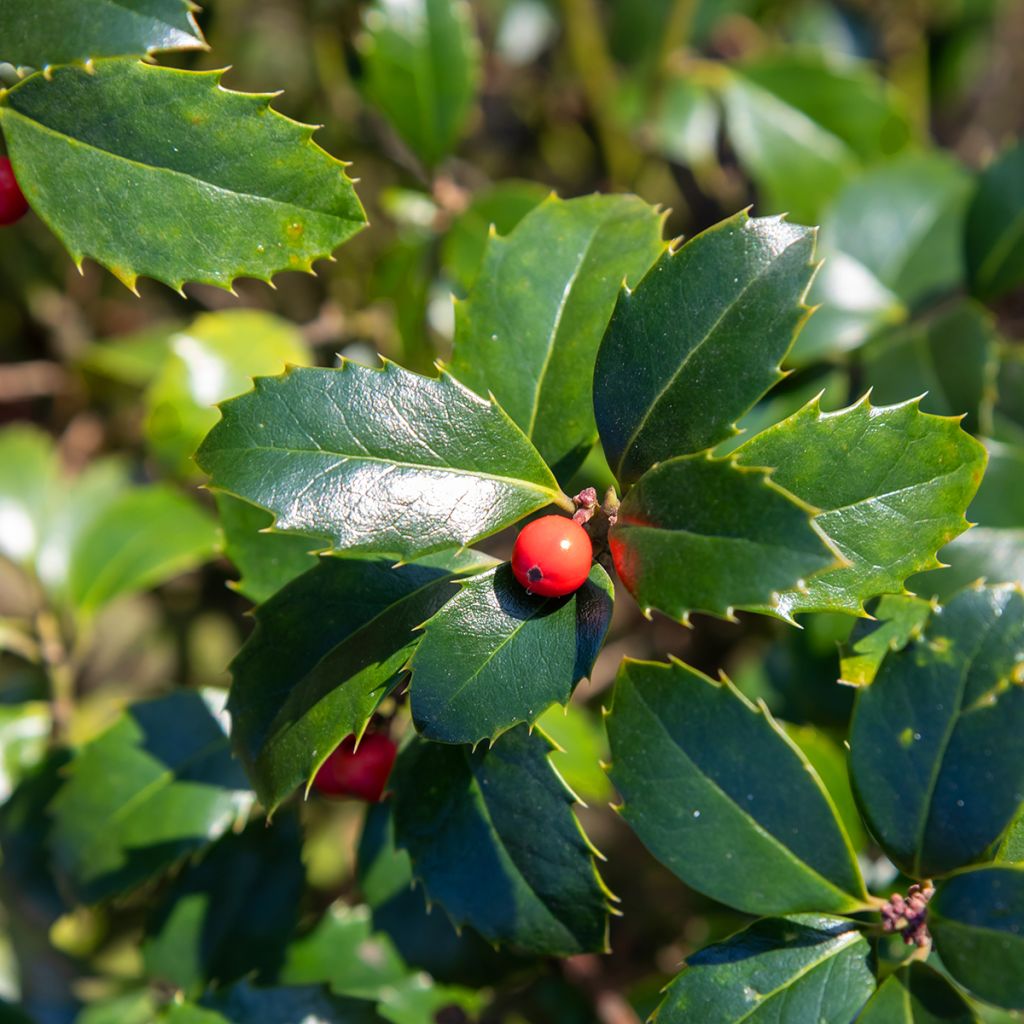 Houx américain - Ilex meserveae Blue Angel