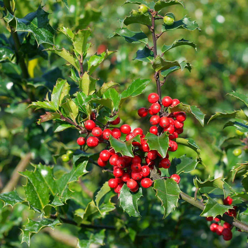 Houx américain - Ilex meserveae Blue princess