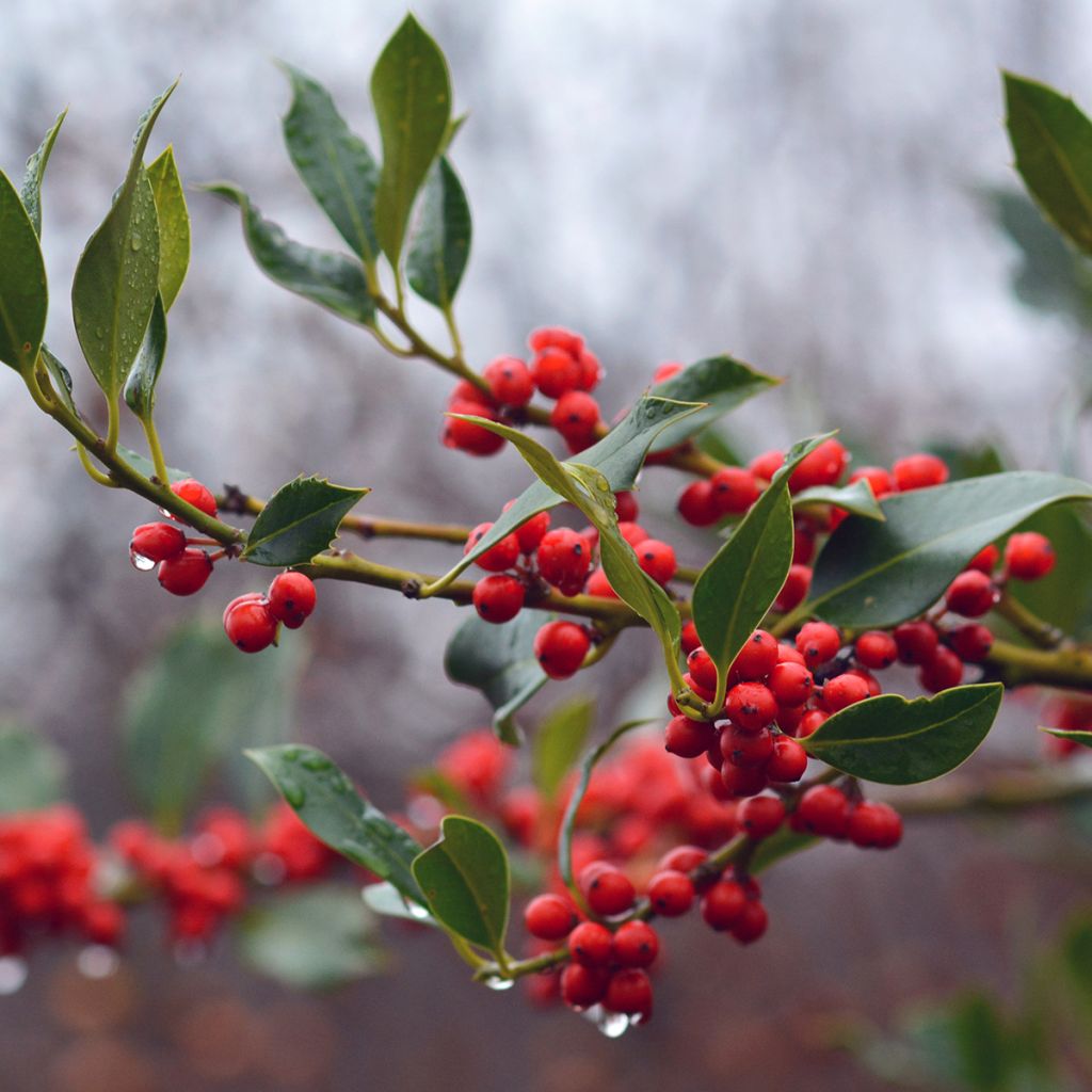 Houx commun - Ilex aquifolium JC Van Tol