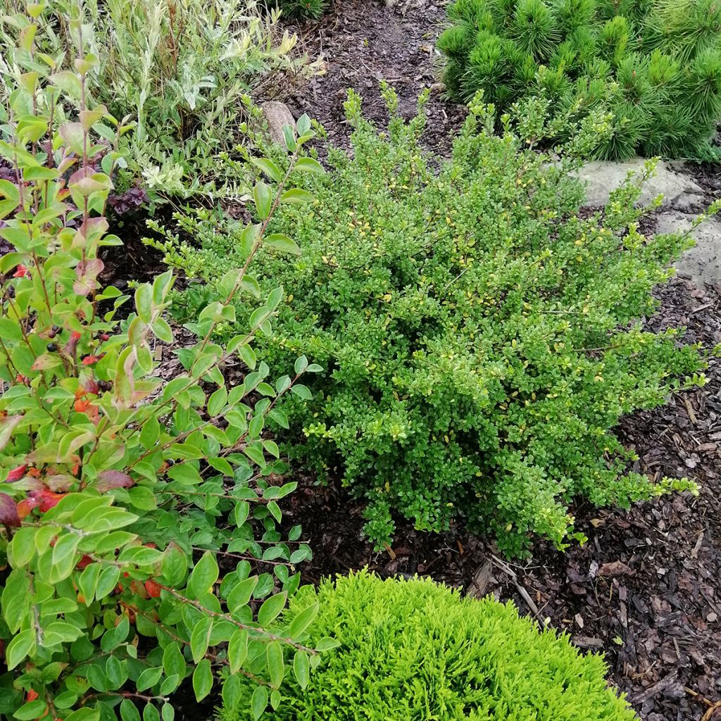 Houx crénelé - Ilex crenata Convexa