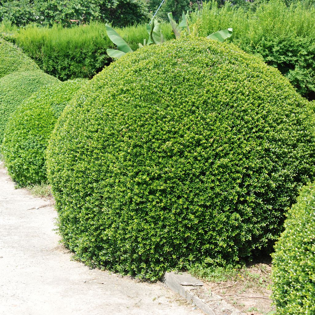 Houx crénelé - Ilex crenata Dark Green 