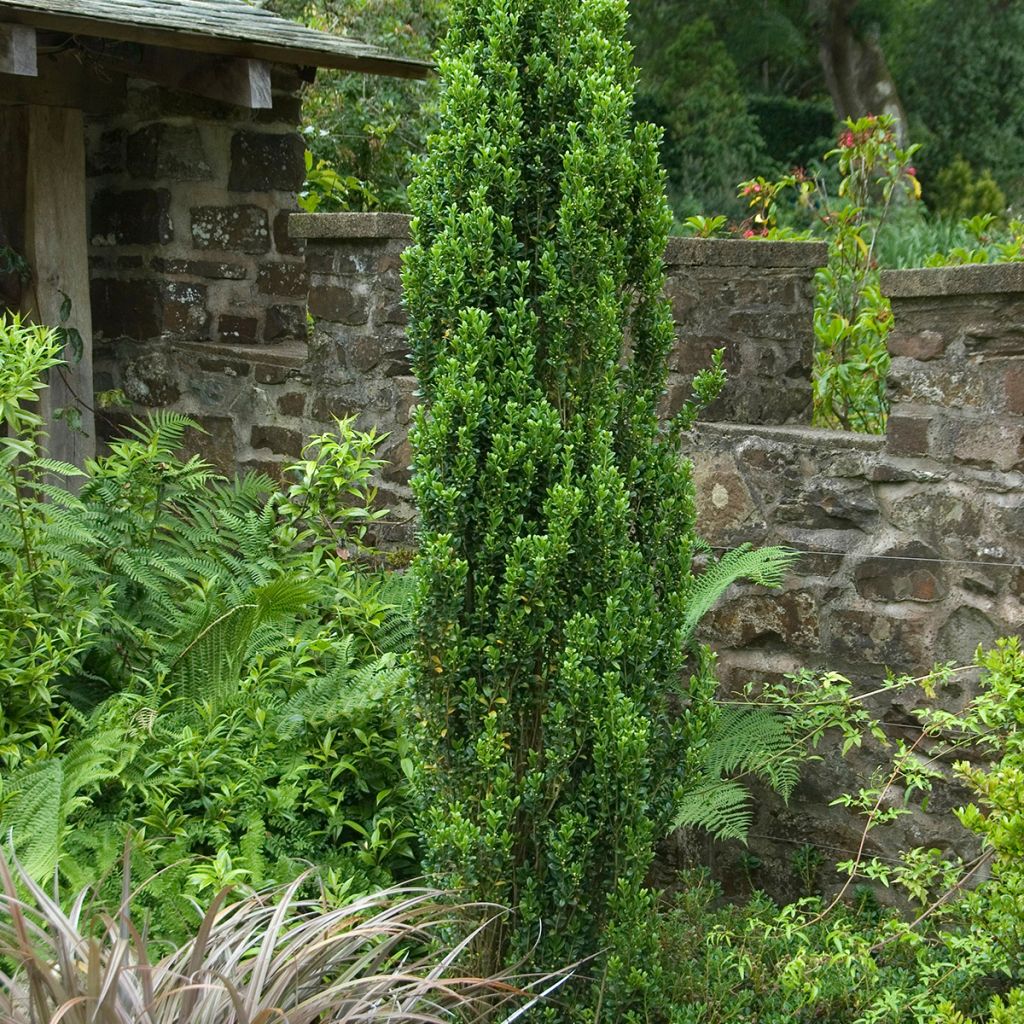 Houx crénelé - Ilex crenata Fastigiata