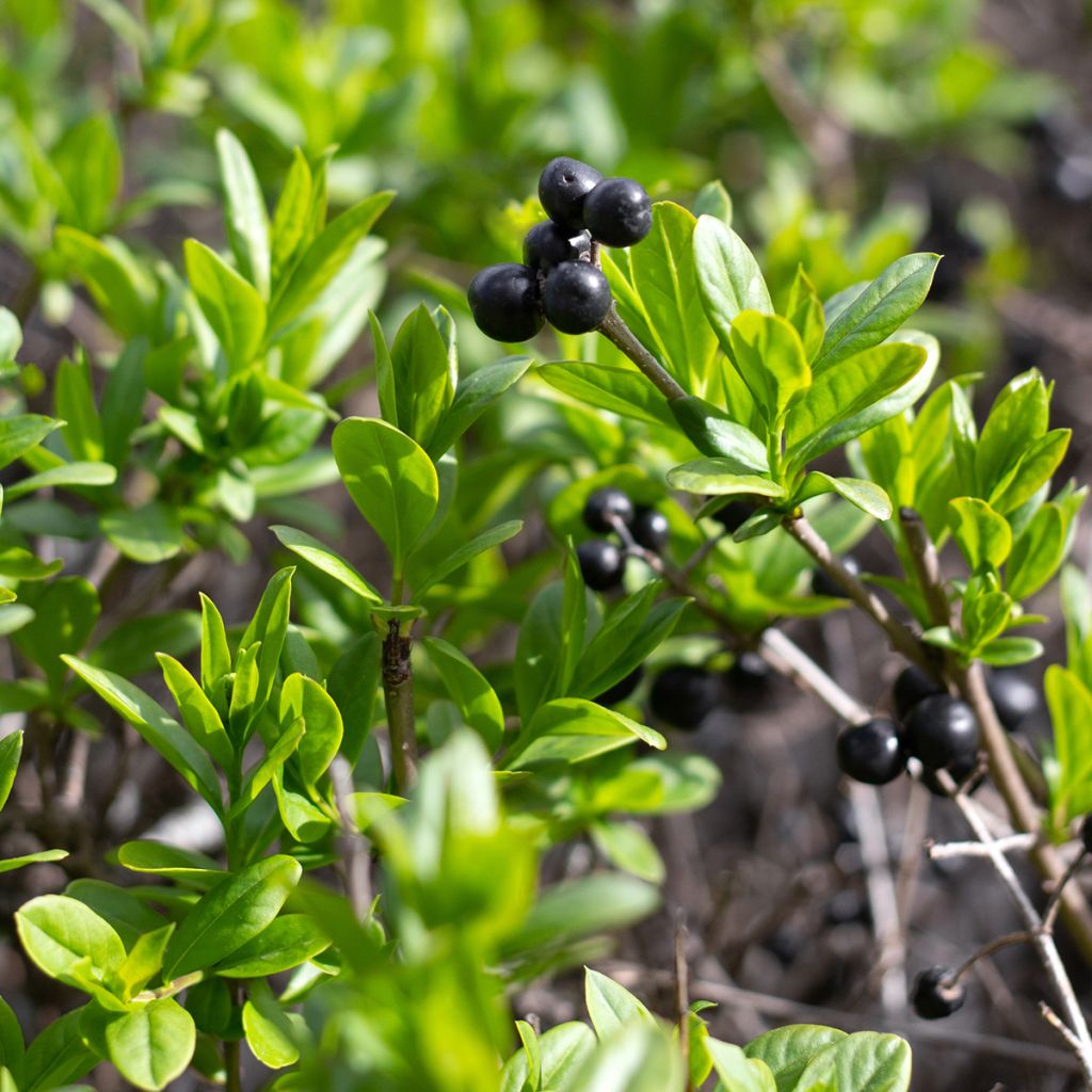 Houx crénelé - Ilex crenata Fastigiata
