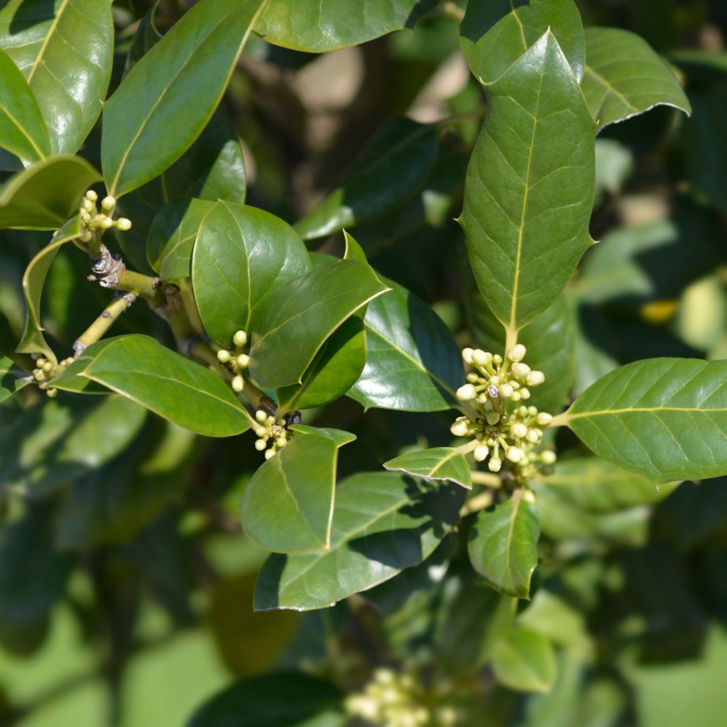 Houx d'ornement - Ilex Nellie R. Stevens
