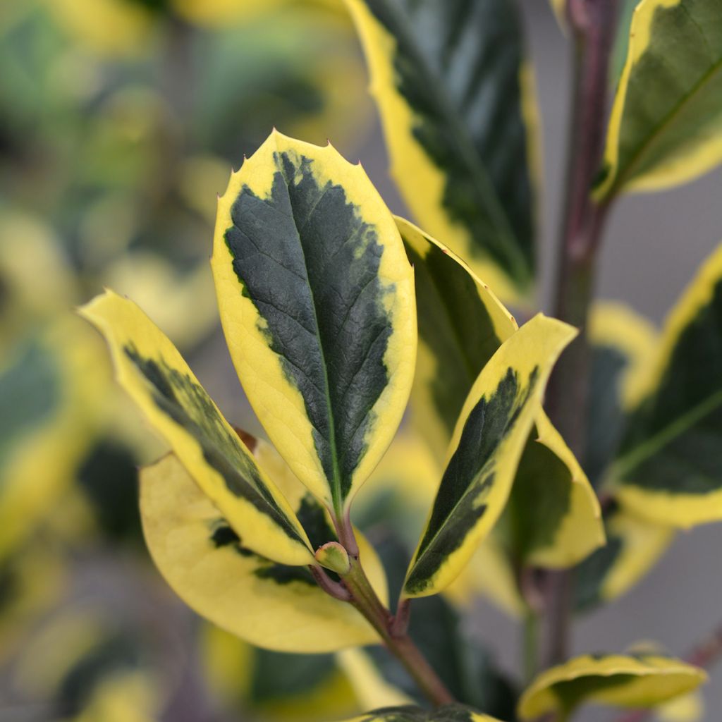 Houx panaché - Ilex Golden King