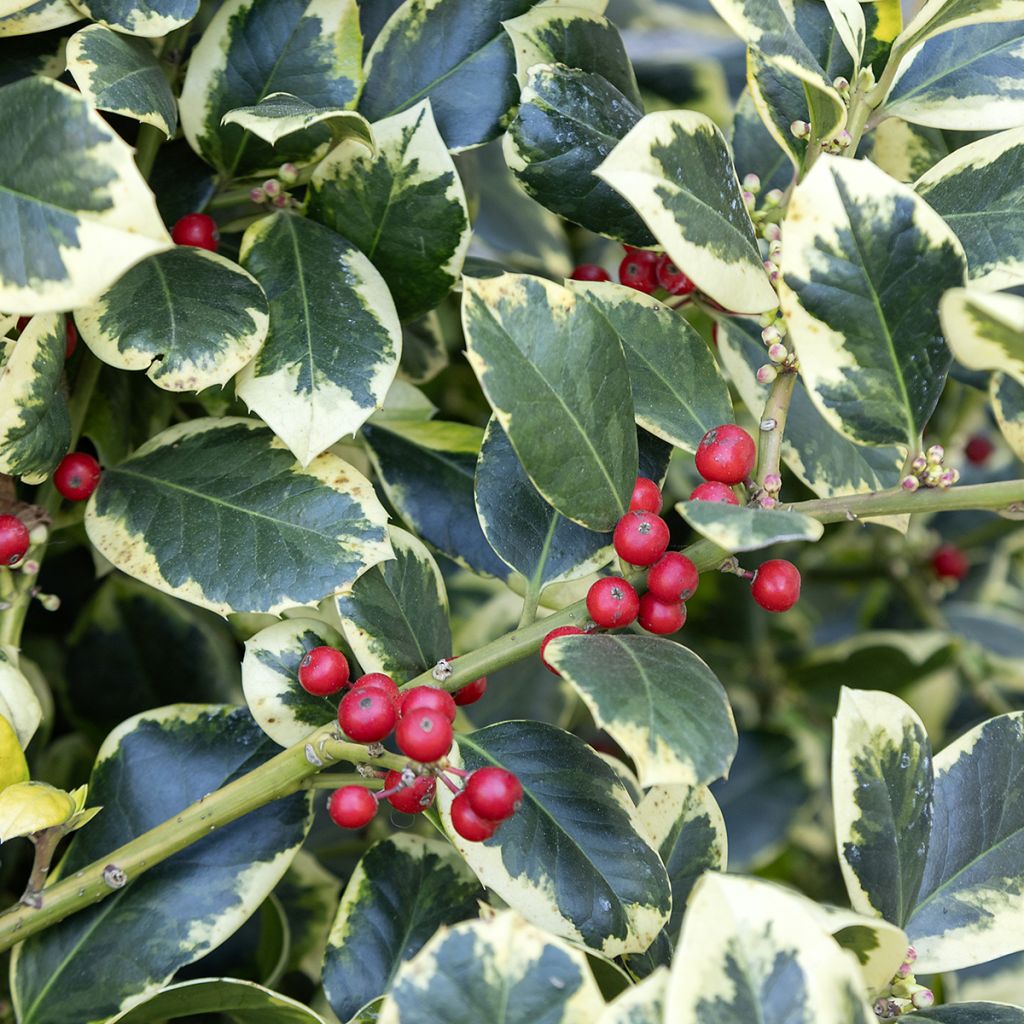 Houx panaché - Ilex Golden King