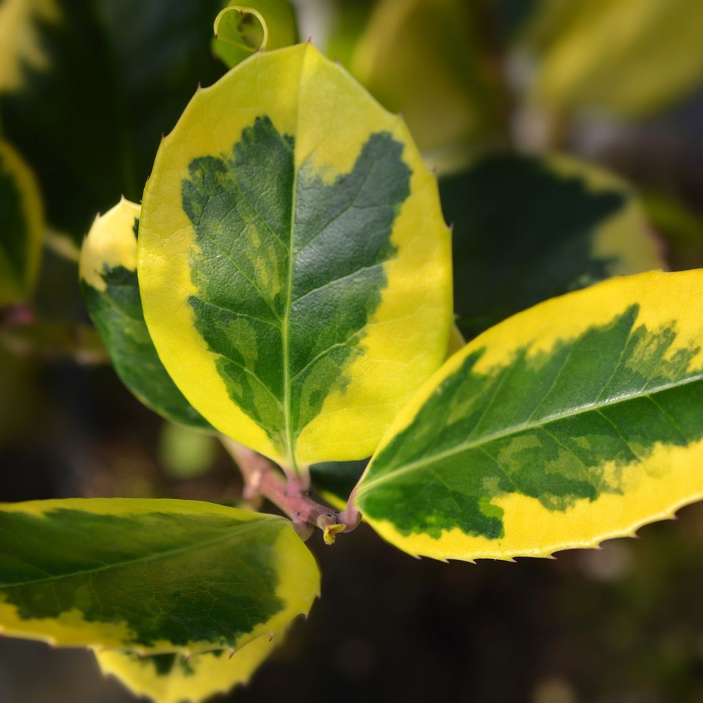 Houx panaché - Ilex Golden King