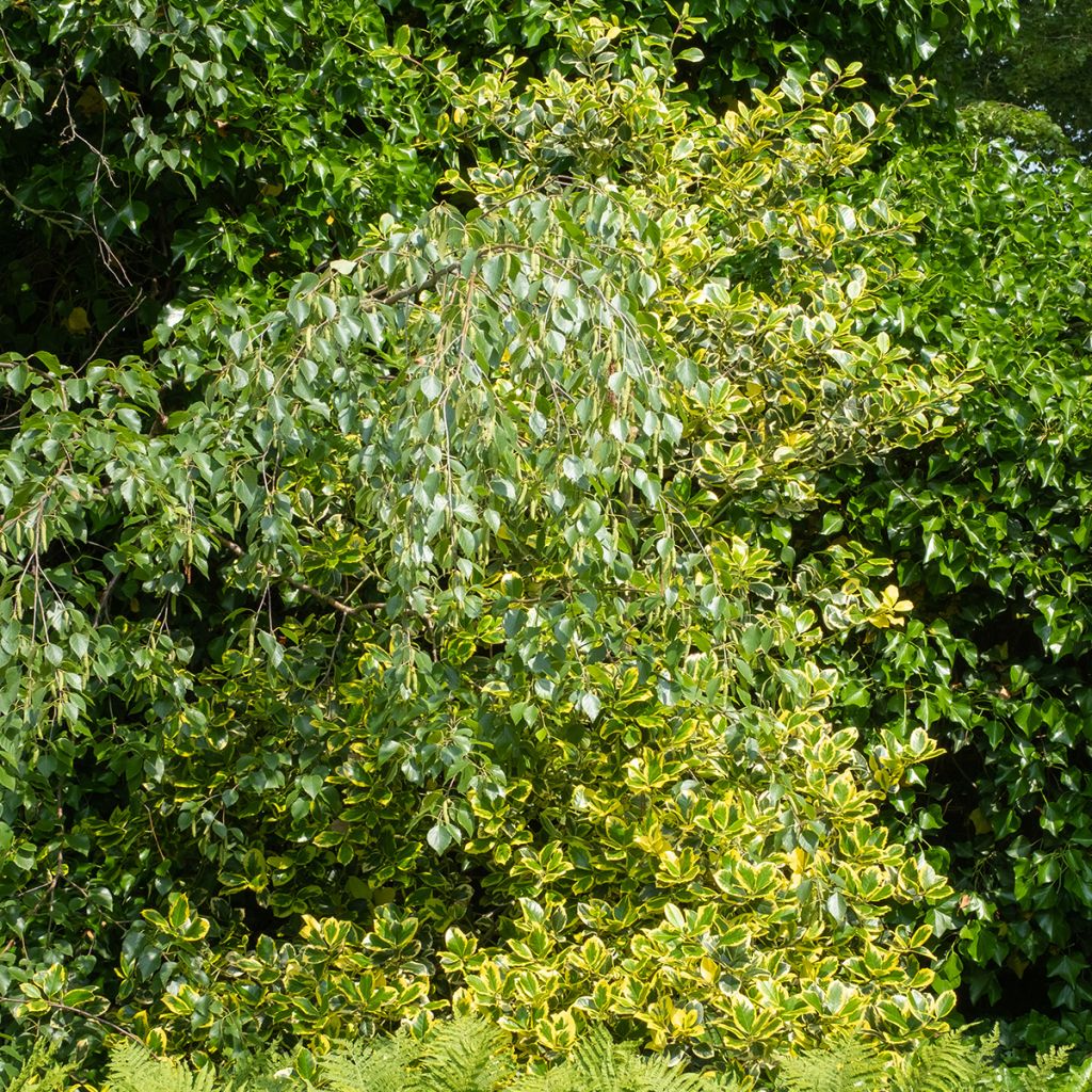 Houx panaché - Ilex Golden King