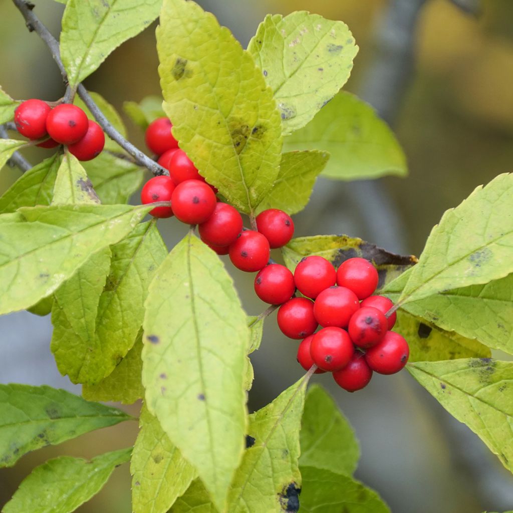 Houx verticillé femelle Maryland Beauty - Ilex verticillata 