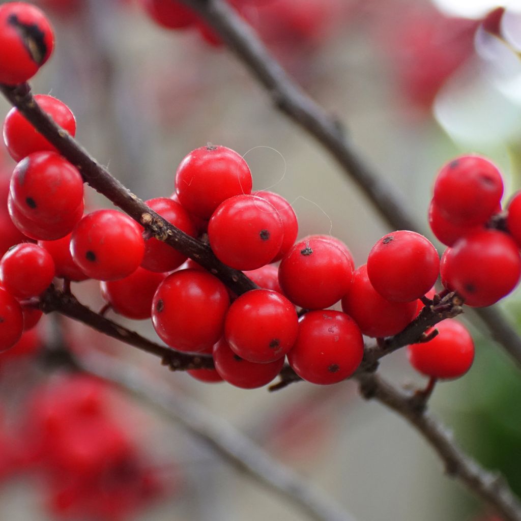 Houx verticillé femelle Maryland Beauty - Ilex verticillata 