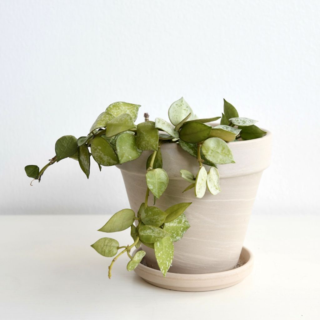 Hoya Eskimo - Fleur de porcelaine