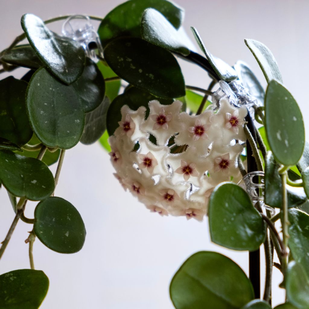 Hoya Mathilde Splash - Fleur de porcelaine
