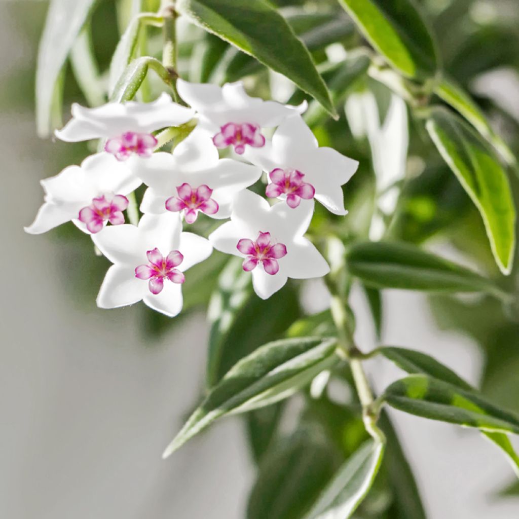 Hoya bella - Fleur de porcelaine