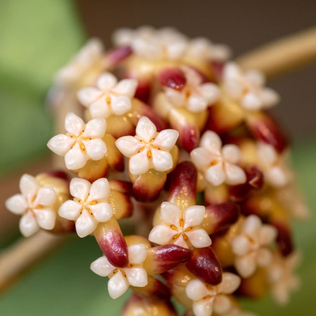 Hoya callistophylla - Fleur de porcelaine