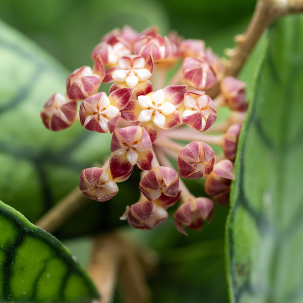 Hoya callistophylla - Fleur de porcelaine