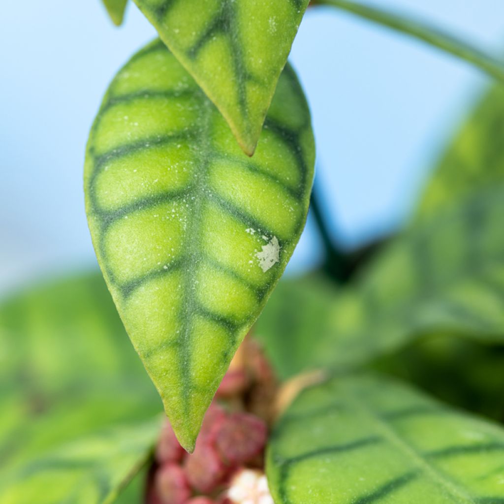 Hoya callistophylla - Fleur de porcelaine