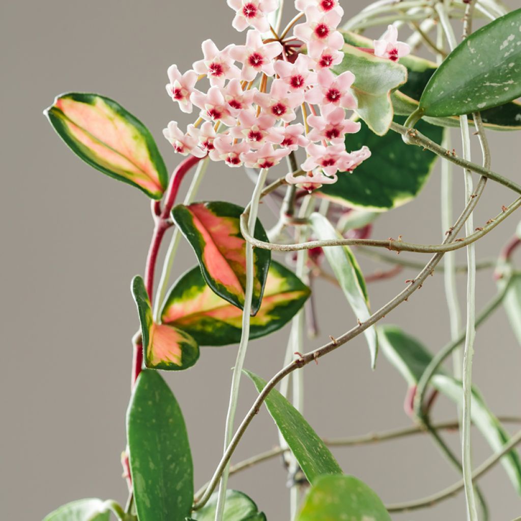 Hoya carnosa Tricolor - Fleur de porcelaine