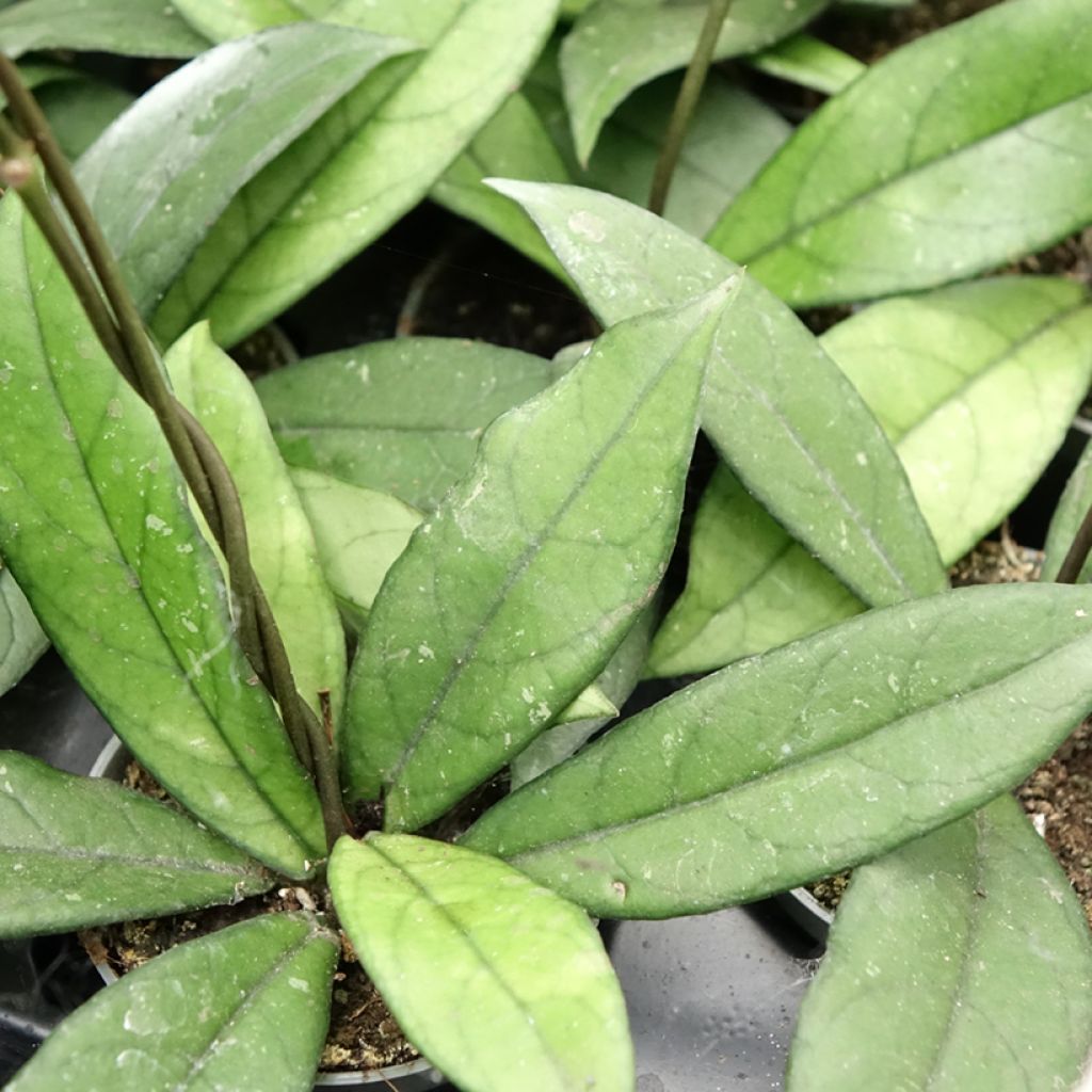 Hoya crassipetiolata - Fleur de porcelaine